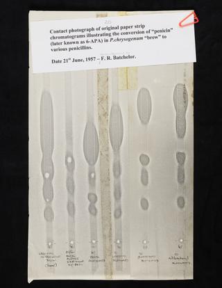 Biochromatograms showing 6-APA