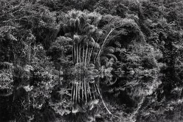 Clump of jauari palm trees on the banks of the Jaú River. Jaú National Park, State of Amazonas, Brazil, 2019, by Sebastião Salgado