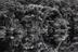 Clump of jauari palm trees on the banks of the Jaú River. Jaú National Park, State of Amazonas, Brazil, 2019, by Sebastião Salgado
