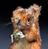 Award, The Chestnut Brown Squirrel