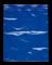 Blue plastic bag