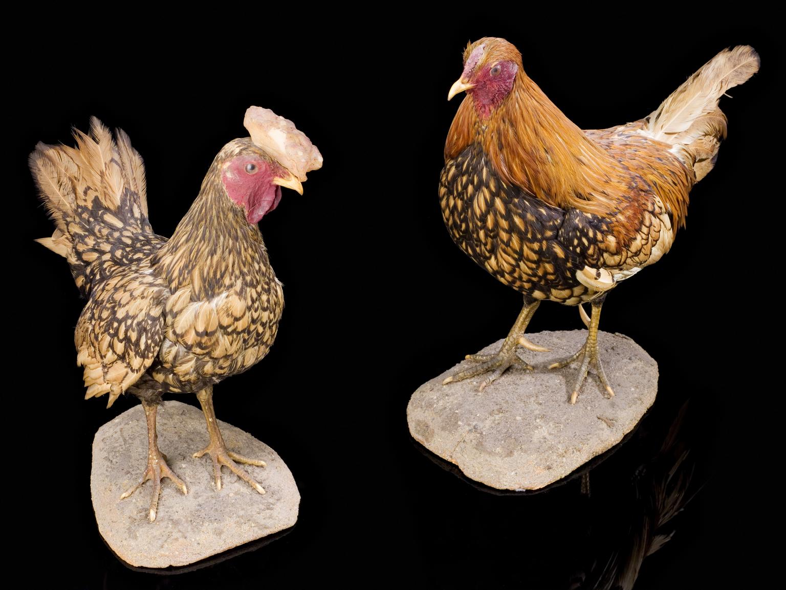 Hen-feathered male Sebright bantam