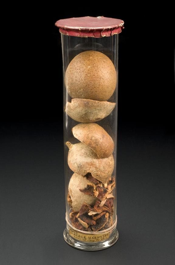 Glass specimen jar containing bael fruit (aegle marme.