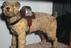 Railway Collecting Dog: "Laddie" (railway collecting dog)